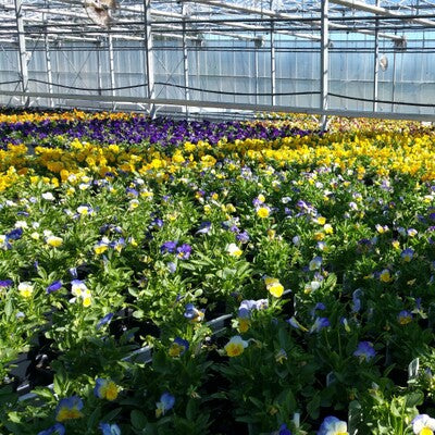 Compost Plus - Container & Transplant Booster Mix