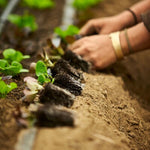Fort Vee - All-Purpose Compost-Based Potting Mix