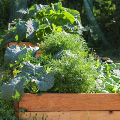 Perennial Blend - Large Container & Raised Bed Mix