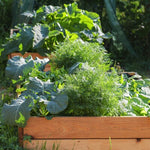Perennial Blend - Large Container & Raised Bed Mix