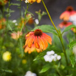 Perennial Blend - Large Container & Raised Bed Mix