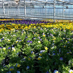 Compost Plus - Container & Transplant Booster Mix