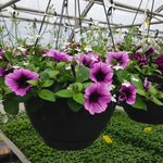 Compost Plus - Container & Transplant Booster Mix