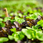 Fort Vee - All-Purpose Compost-Based Potting Mix